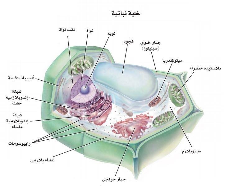 الهيكل والمهام الأساسية للخلية النباتية